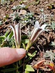 Gentiana newberryi tiogana