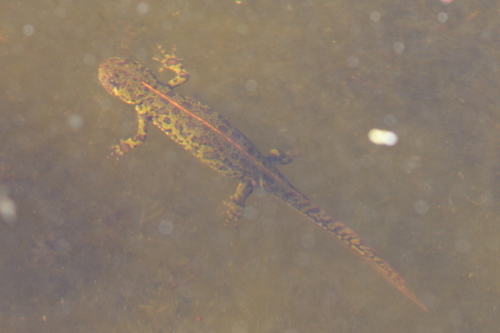 Triturus marmoratus