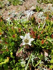 Gentiana newberryi tiogana