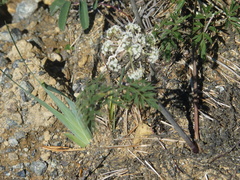 Conioselinum chinense