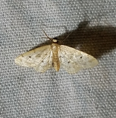 Idaea bonifata