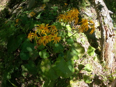 Ligularia dentata