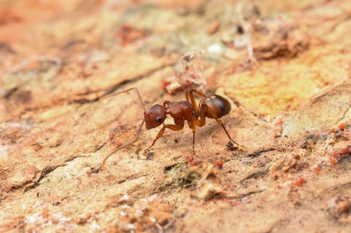 Polyrhachis varicolorPolyrhachis varicolor