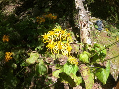Ligularia dentata