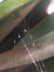 Araneae