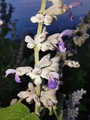Salvia melissodora