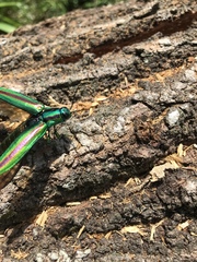 Chrysochroa fulgidissima