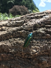 Chrysochroa fulgidissima