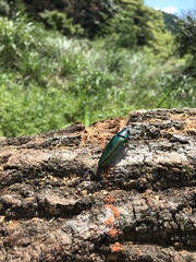 Chrysochroa fulgidissima