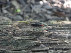 Protichneumon grandis