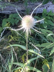 Dipsacus fullonum