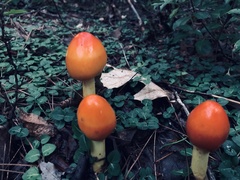 Amanita parcivolvata