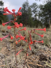 Ipomopsis aggregata collina