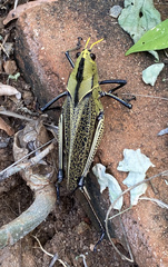 Taeniopoda citricornis