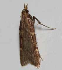 Aglossa electalis