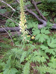 Pedicularis procera