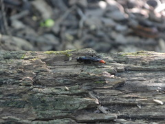 Protichneumon grandis