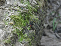Protichneumon grandis