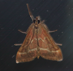 Pyrausta volupialis