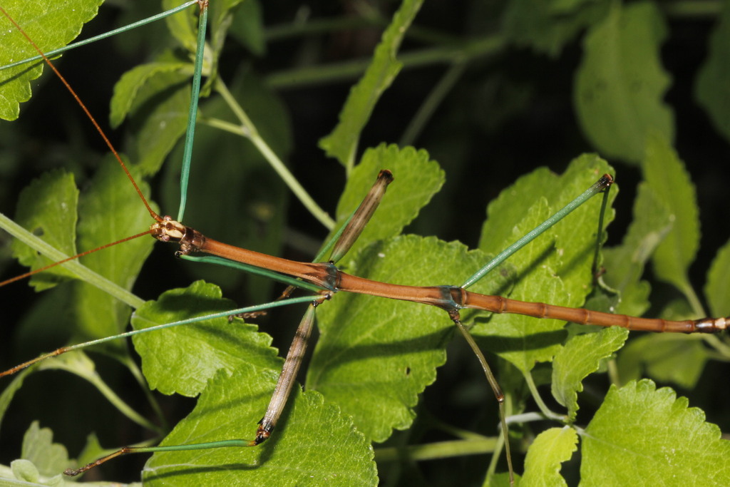 Tamaulipas Walkingstick