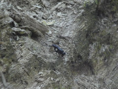 Protichneumon grandis