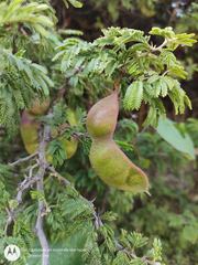 Vachellia schaffneri