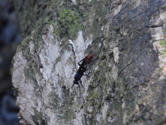 Protichneumon grandis