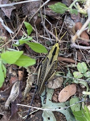 Taeniopoda citricornis