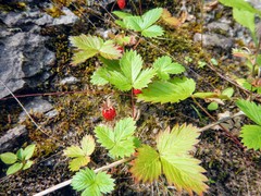 Fragaria vesca americana