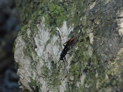 Protichneumon grandis