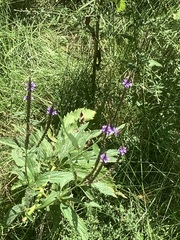 Verbena hastata