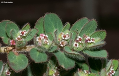 Euphorbia velleriflora