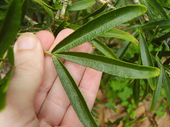 Choisya ×dewitteana