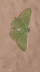 Argyrocosma inductaria