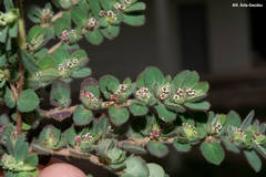 Euphorbia velleriflora