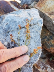 Rumex paucifolius