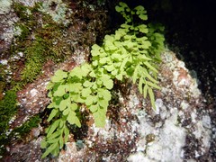 Cryptogramma stelleri