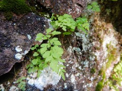 Cryptogramma stelleri