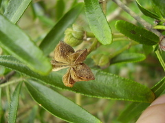 Choisya ×dewitteana