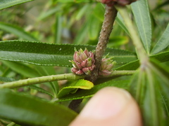 Choisya ×dewitteana