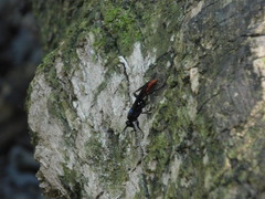 Protichneumon grandis