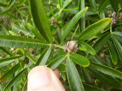 Choisya ×dewitteana