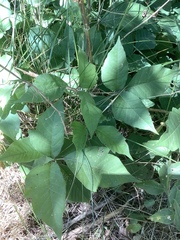 Toxicodendron radicans