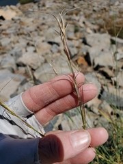 Elymus sierrae
