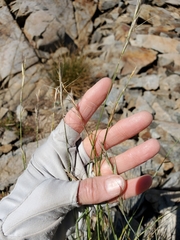 Elymus sierrae