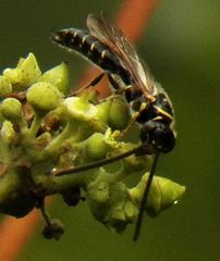 Myzinum quinquecinctum