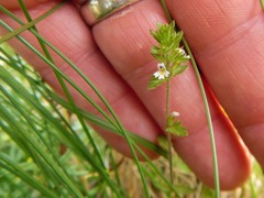 Euphrasia hudsoniana