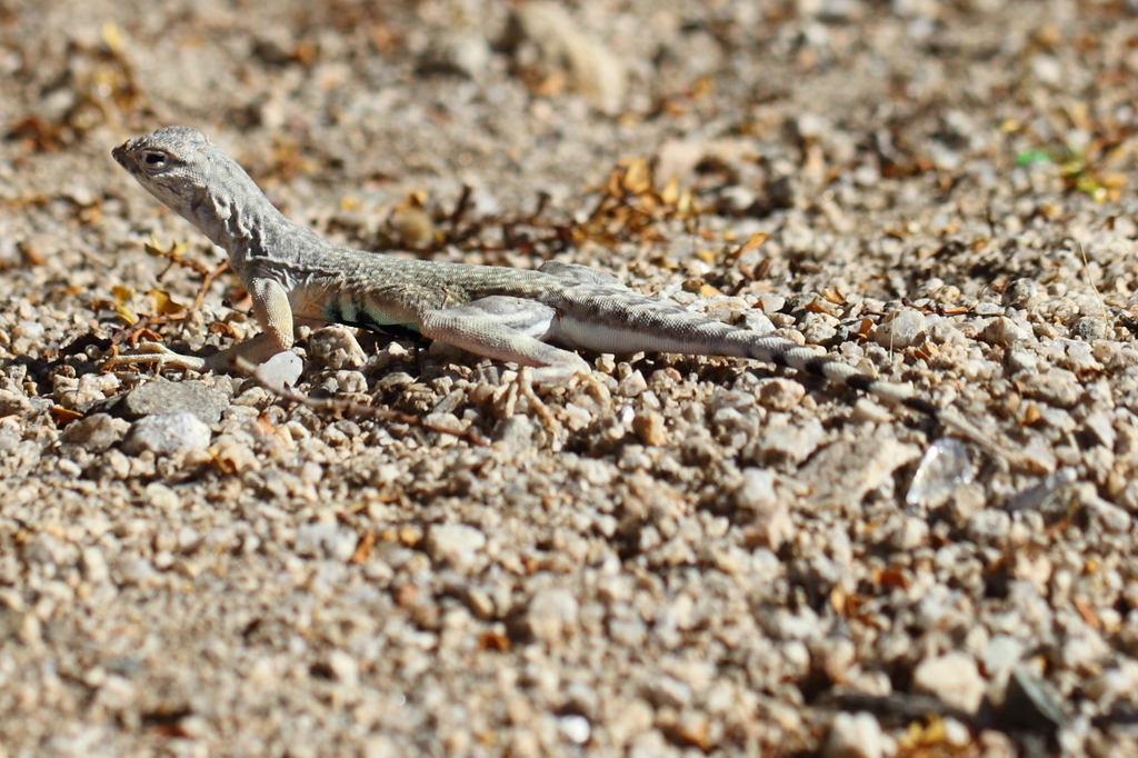 Mojave Zebra-tailed Lizard