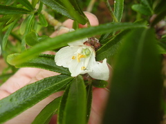 Choisya ×dewitteana