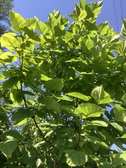Catalpa speciosa
